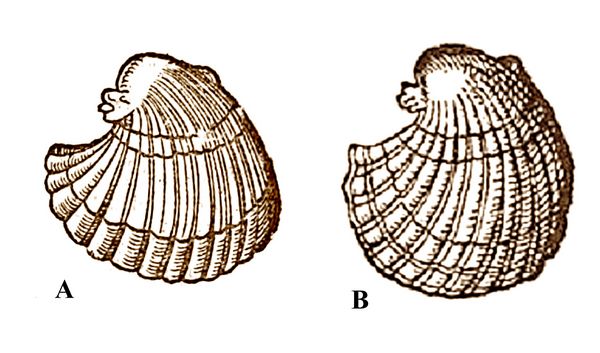 Comparación entre el bivalvo fósil ilustrado por Encellius en 1557 (A) y el bivalvo actual ilustrado por Rondelet en 1558 (B), que llevó a Geissner a pensar sobre el posible origen orgánico de los fósiles. © athenaclub.