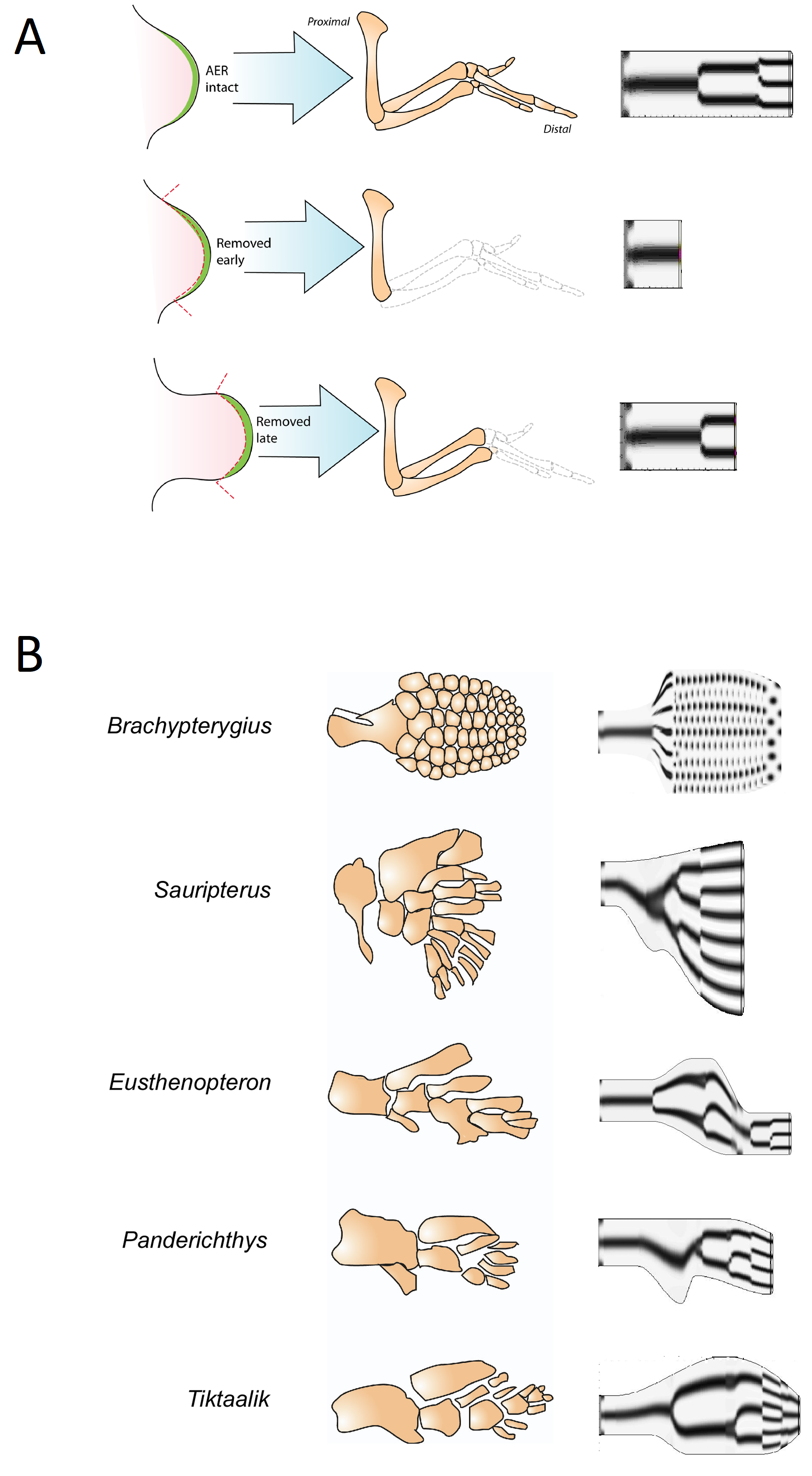 (A) Simulaciones de la eliminación de la AER. (Primeras dos columnas de la izquierda) Dibujos de experimentos de eliminación de la AER. Las imágenes superiores muestran un brote de ala de pollo intacto en una etapa temprana de desarrollo y el esqueleto de la extremidad que genera. Las imágenes del medio muestran un brote de ala en la misma etapa temprana con la AER eliminada, y el esqueleto resultante de la extremidad, que alcanza un tamaño normal pero se trunca a partir del codo. Las imágenes inferiores muestran un brote de ala en una etapa más avanzada, donde se ha eliminado la AER. El esqueleto resultante se trunca desde la muñeca en adelante. (Columna derecha) Simulaciones del desarrollo de la extremidad utilizando parámetros estándar. Arriba: AER (es decir, la fuente del morfógeno FGF supresor) intacta; el desarrollo normal resulta. Medio: AER eliminada al inicio de la simulación. Abajo: AER eliminada en una etapa posterior de la simulación. Todas las extremidades simuladas se permitieron desarrollar durante el mismo tiempo. (B) Simulación de esqueletos de extremidades fósiles. A la izquierda se muestran patrones de esqueletos de extremidades de especímenes fósiles. Mediante escenarios de desarrollo hipotéticos, se simularon los estados finales de dos peces con aletas lobuladas, Sauripterus y Eusthenopteron, y dos formas de transición entre estos organismos y los anfibios, Panderichthys y Tiktaalik, que se muestran a la derecha. Imágenes tomadas de Zhu et al. (2010).