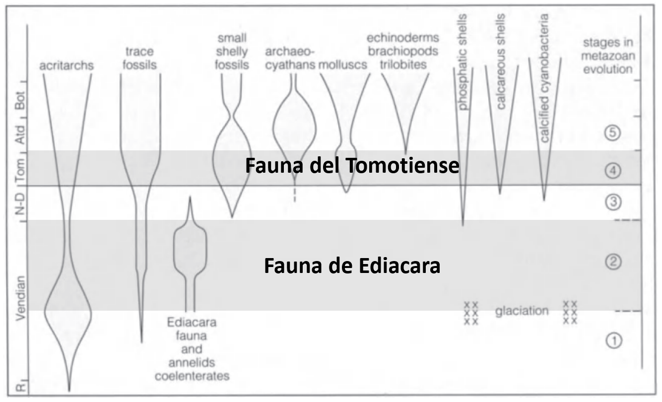 La Fauna de Ediacara y Fauna Tommotiense en el contexto de la evolución y extinción de grupos de metazoos en el Precámbrico tardío y el Cámbrico temprano. Abreviaturas de las etapas: N-D, Nemakit-Daldyniense; Tom., Tommotiense; Atd., Atdabaniense; Bot., Botomiense; R., Riphaense. Eventos evolutivos: 1) Diversificación de los Eukaryota; 2) diversificación y apogeo de la fauna de Ediacara; 3) aparición de los primeros fósiles con concha; 4) diversificación de la fauna de conchas pequeñas y otros grupos; 5) aparición de nuevos clados, incluyendo parte de la fauna del Cámbrico. Imagen tomada de Brenchley & Harper (1997)