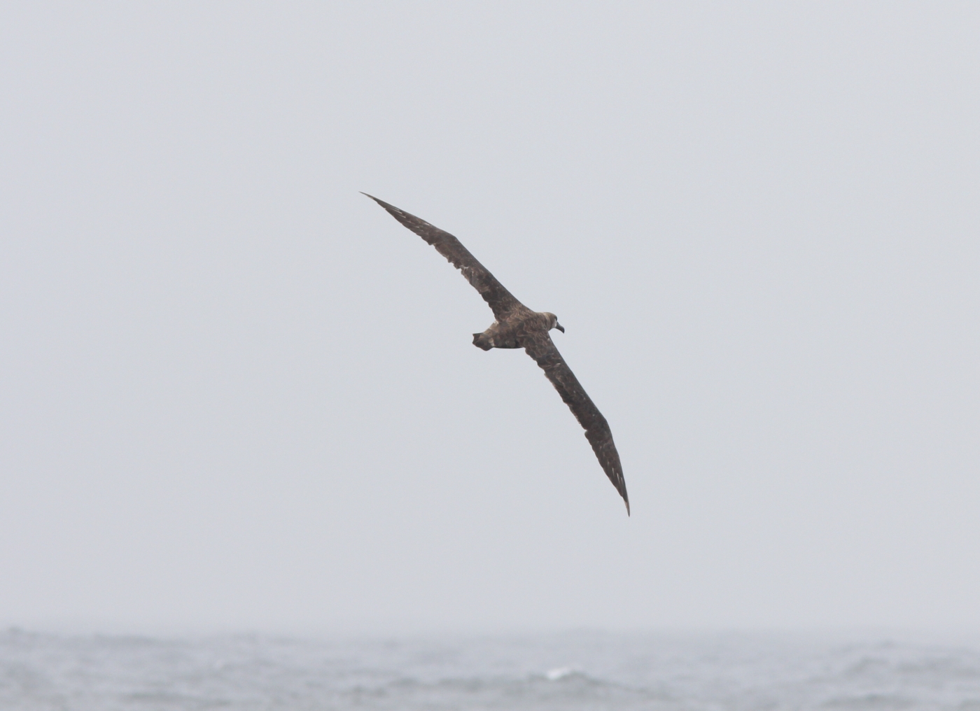 By Caleb Putnam - Black-footed Albatross, 20 miles offshore of Newport, OR, 16 July 2013, CC BY-SA 2.0, https://commons.wikimedia.org/w/index.php?curid=74693160
