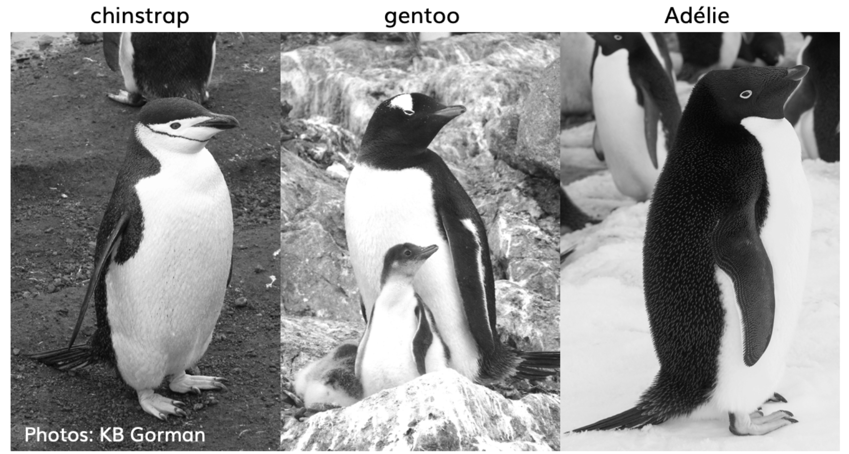 The three penguin species in palmerpenguins. Photos by KB Gorman. Used with permission