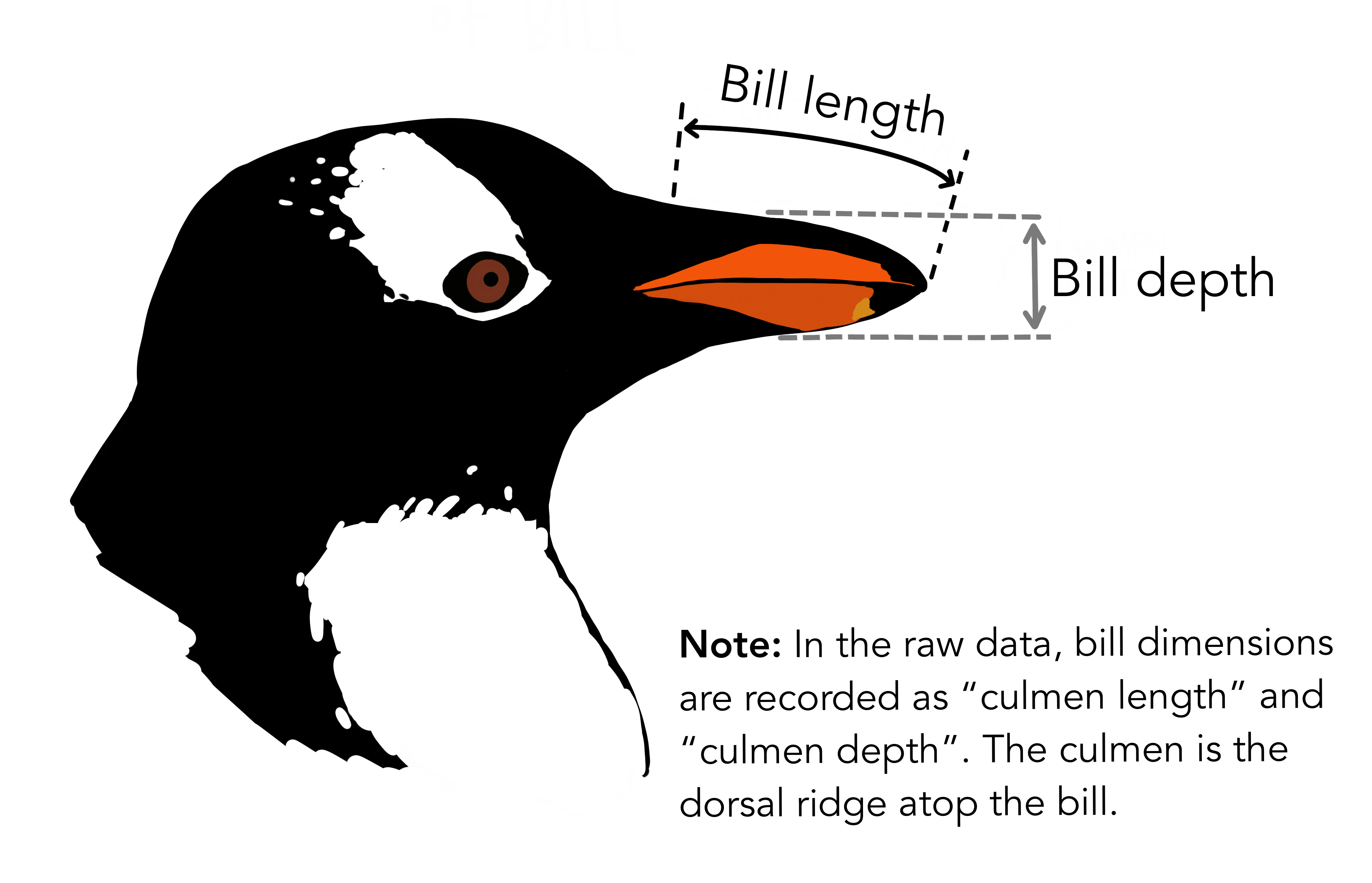 Diagram of penguin head with indication of bill length and bill depth (from Horst, Hill, and Gorman (2020), used with permission)
