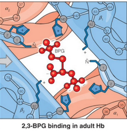 BPG Binding to the Center of the T State of Hemoglobin