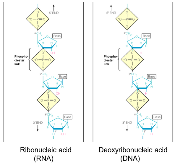 Structures of DNA and RNA