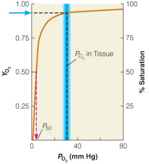 Oxygen Binding in Myoglobin