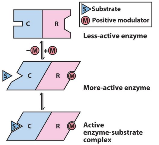 Allosteric Effect in Action