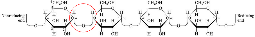 Structure of Amylose