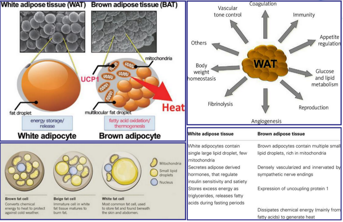 Differences in Brown and White Fatty Acid