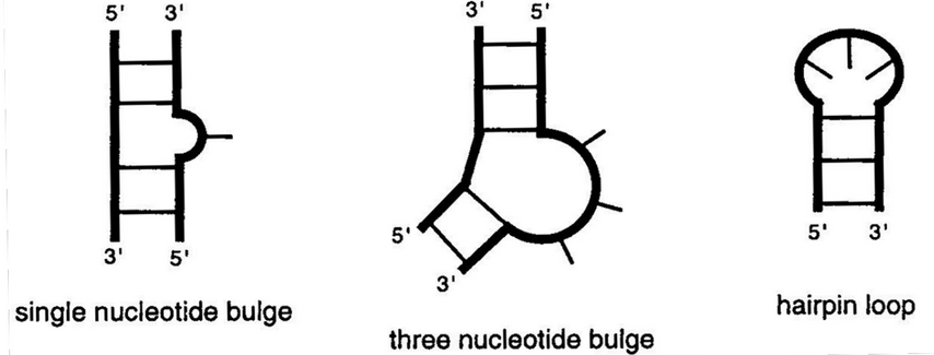 RNA Bulges
