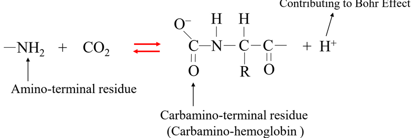 Carbon Dioxide Transport by Hemoglobin