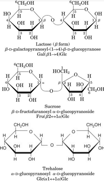 Commonly Found Disaccharides