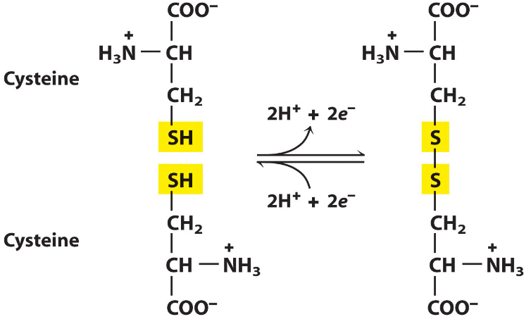 Disulfide Bond Formation Between Two Cysteine Residues