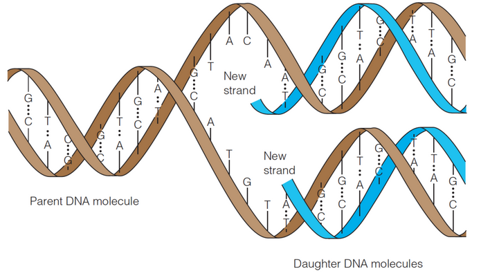 Semi-Conservative Nature of DNA Replication