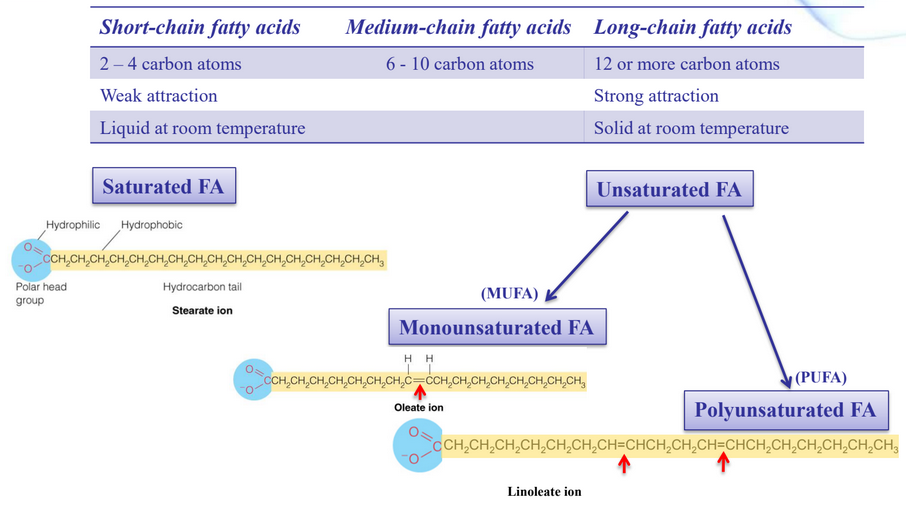 Some Characteristics of Fatty Acids