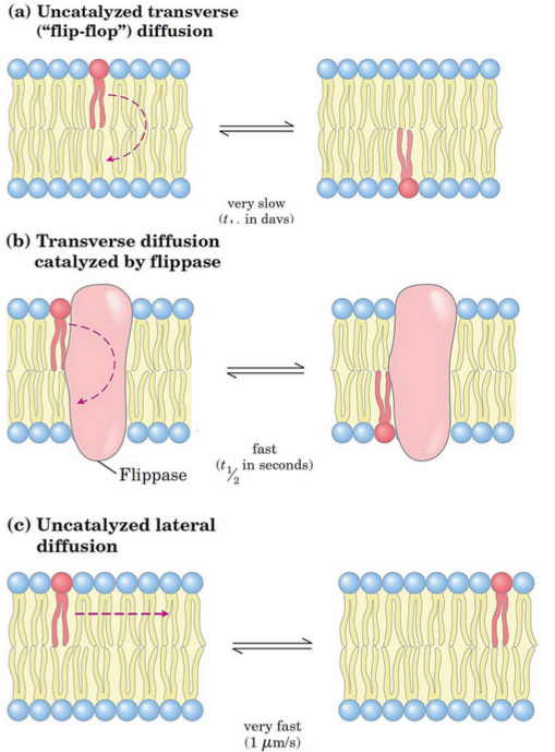 Flippases and Floppases in Action