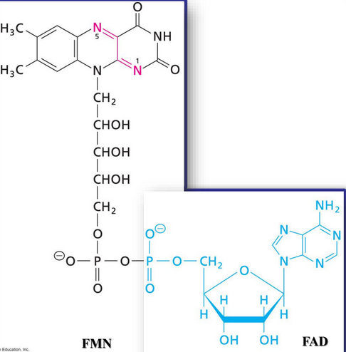 Structure of FMN and FAD