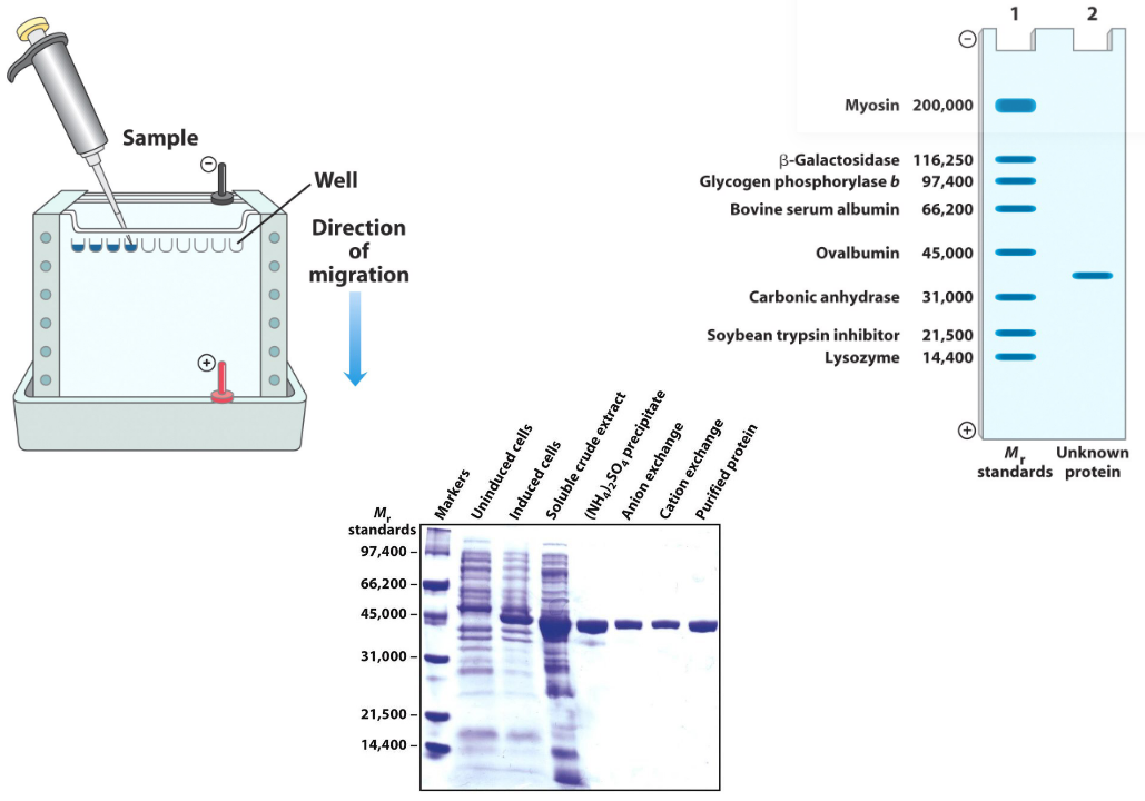 A SDS-PAGE Gel