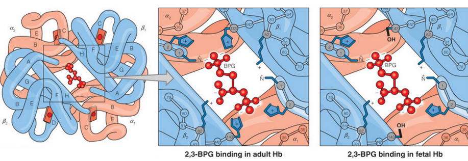 BPG Binding in Adult and Fetal Hemoglobin
