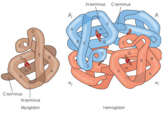 Side-By-Side Comparison of Hemoglobin and Myoglobin