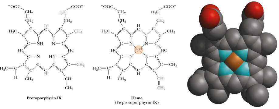 Side-by-Side Comparison of Heme and Protoporphyrin