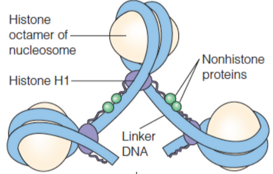 DNA-Wrapped Histones