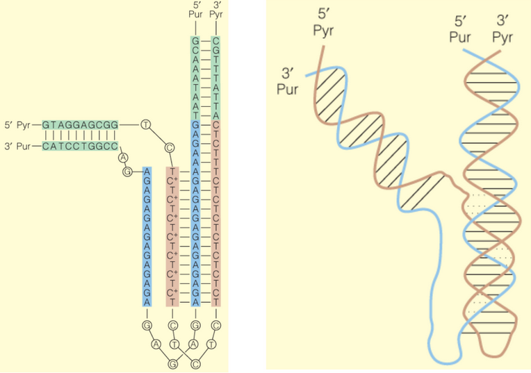 Schematic of a Triple Helix and Hoogsteen Pairs