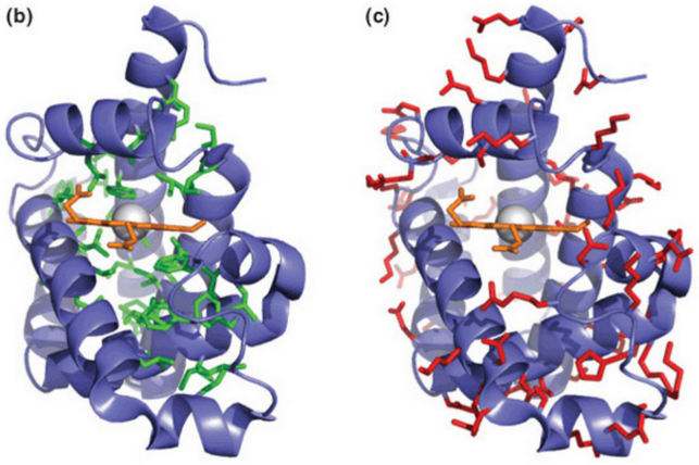 Hydrophobic and Hydrophilic Regions in Proteins