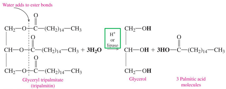 Hydrolysis of a Triacylglycerol