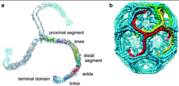 An Interior Protein Network