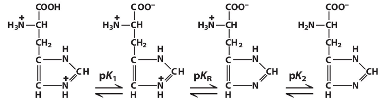 A Polyprotic Amino Acid