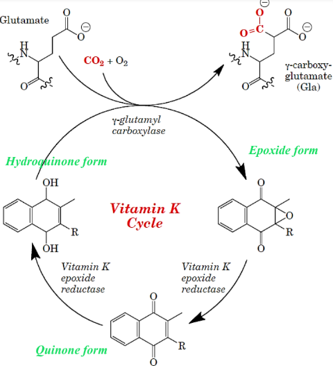 Vitamin K in an Enzymatic Reaction