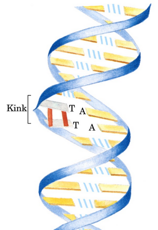 Formation of a Kink and a Thymine Dimer