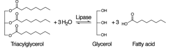 Hydrolysis of Triacylgylcerols by Lipases