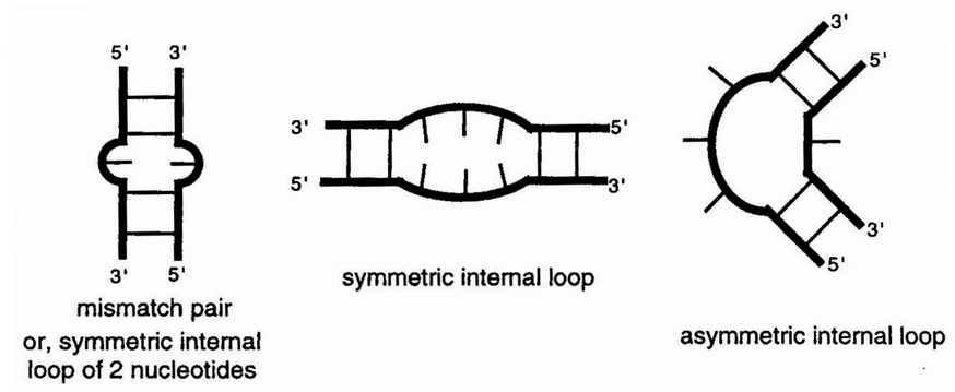 Internal RNA Loops