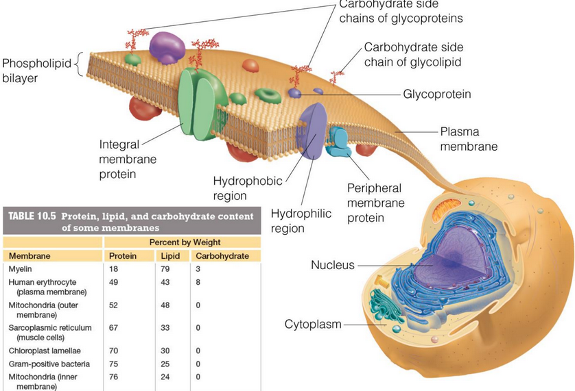 Features of the Cell Membrane