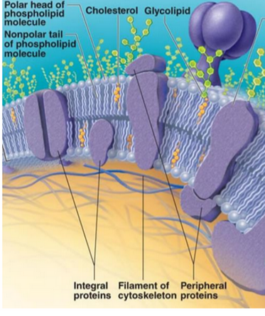 Some Membrane Proteins