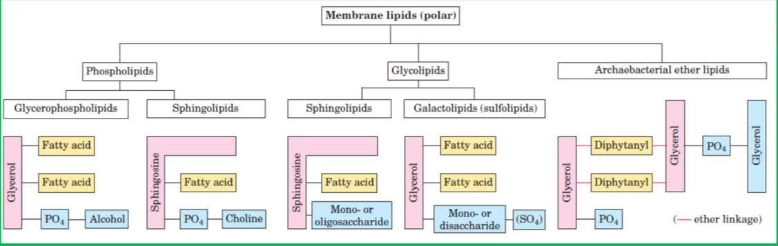 Types of Membrane Lipids