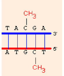 Methylated DNA