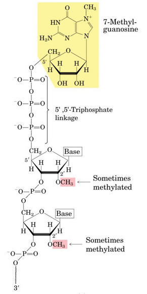 A 7-methylguanosine Cap