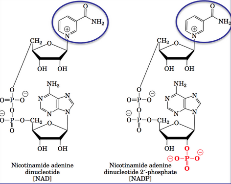 NAD and NADP with Vitamins