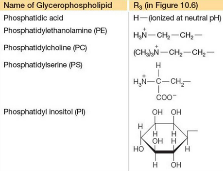 Common Hydrophilic Groups in Glycerophospholipids