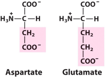 Negatively Charged Amino Acids
