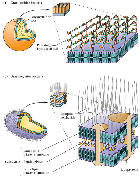 Thickness of Cell Wall in Gram Postiive and Gram Negative Bacteria