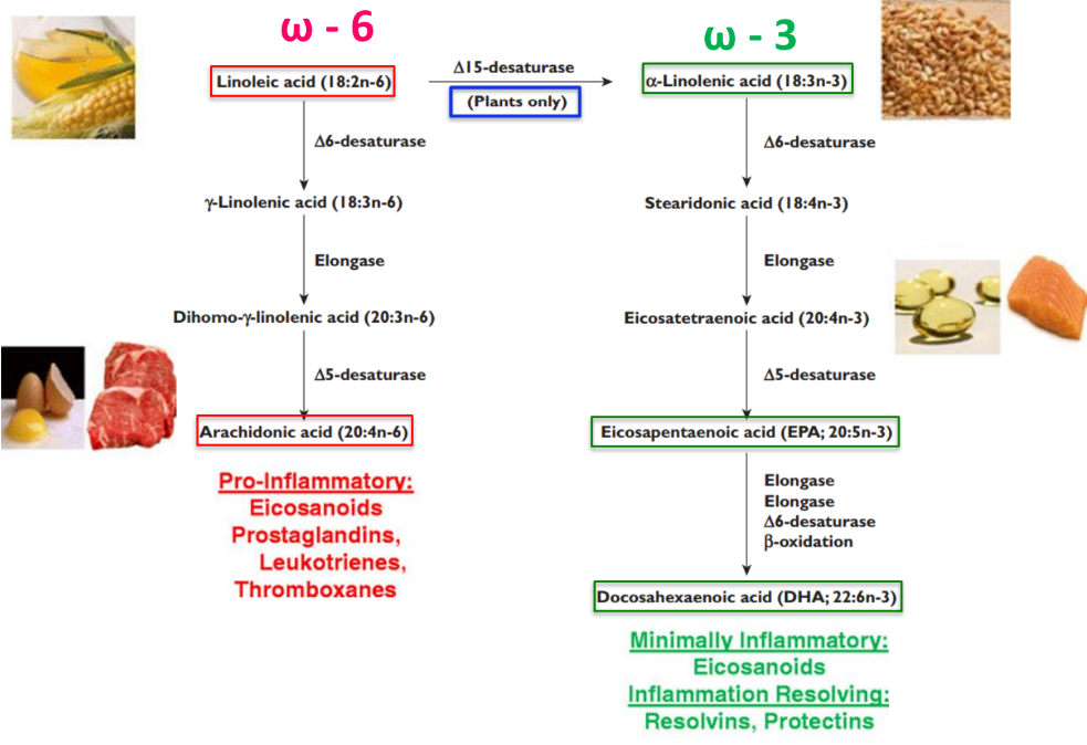 Inflammatory Pathways of Omega Fatty Acids