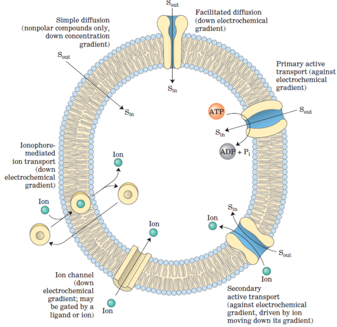 Summary of Active and Passive Transport Components