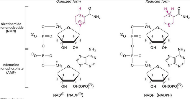 Reduced and Oxidized States of NADP / NAD