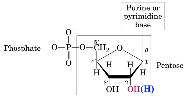 Structure of a Nucleotide