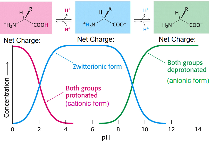 Ionization State as a Function of pH