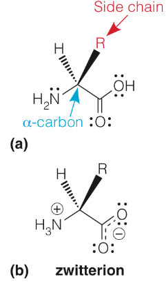 Acidic and Basic Components of Amino Acids