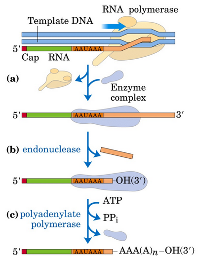Formation of a Poly(A) Tail in mRNA